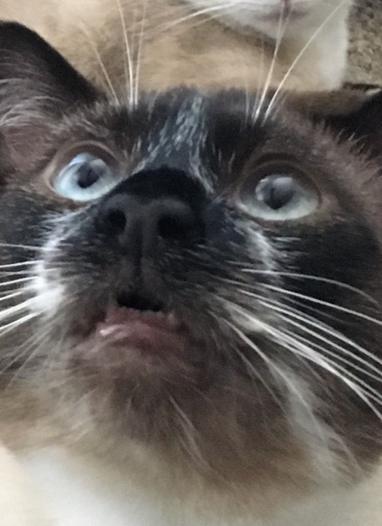 Cat with an expression of existential dread