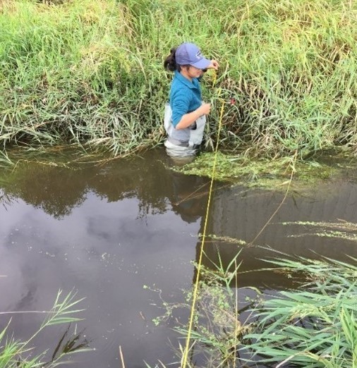 Jadey in waders setting up a transect with a measuring tape to measure flow in a small stream.