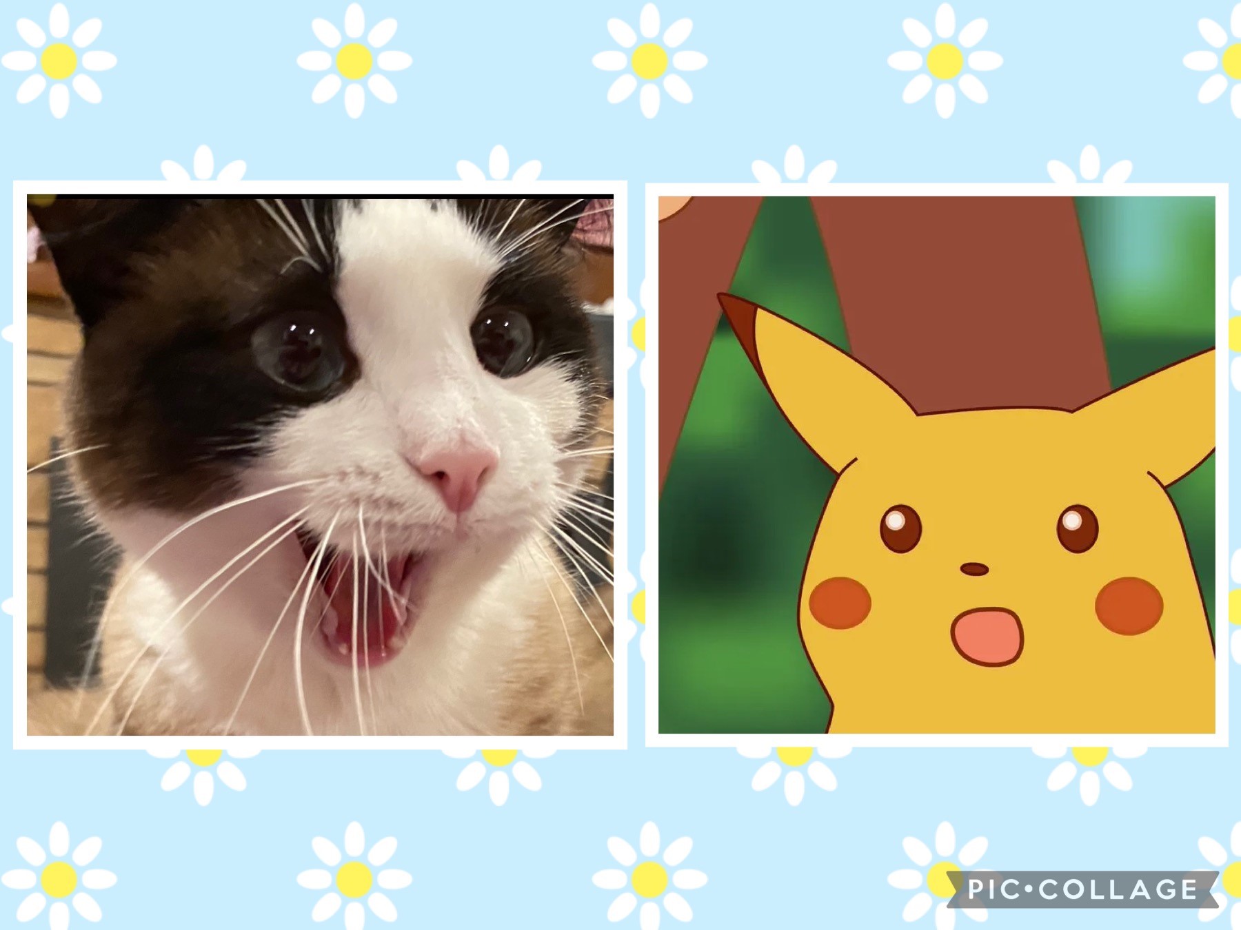 Surprised cat next to the surprised Pikachu meme.