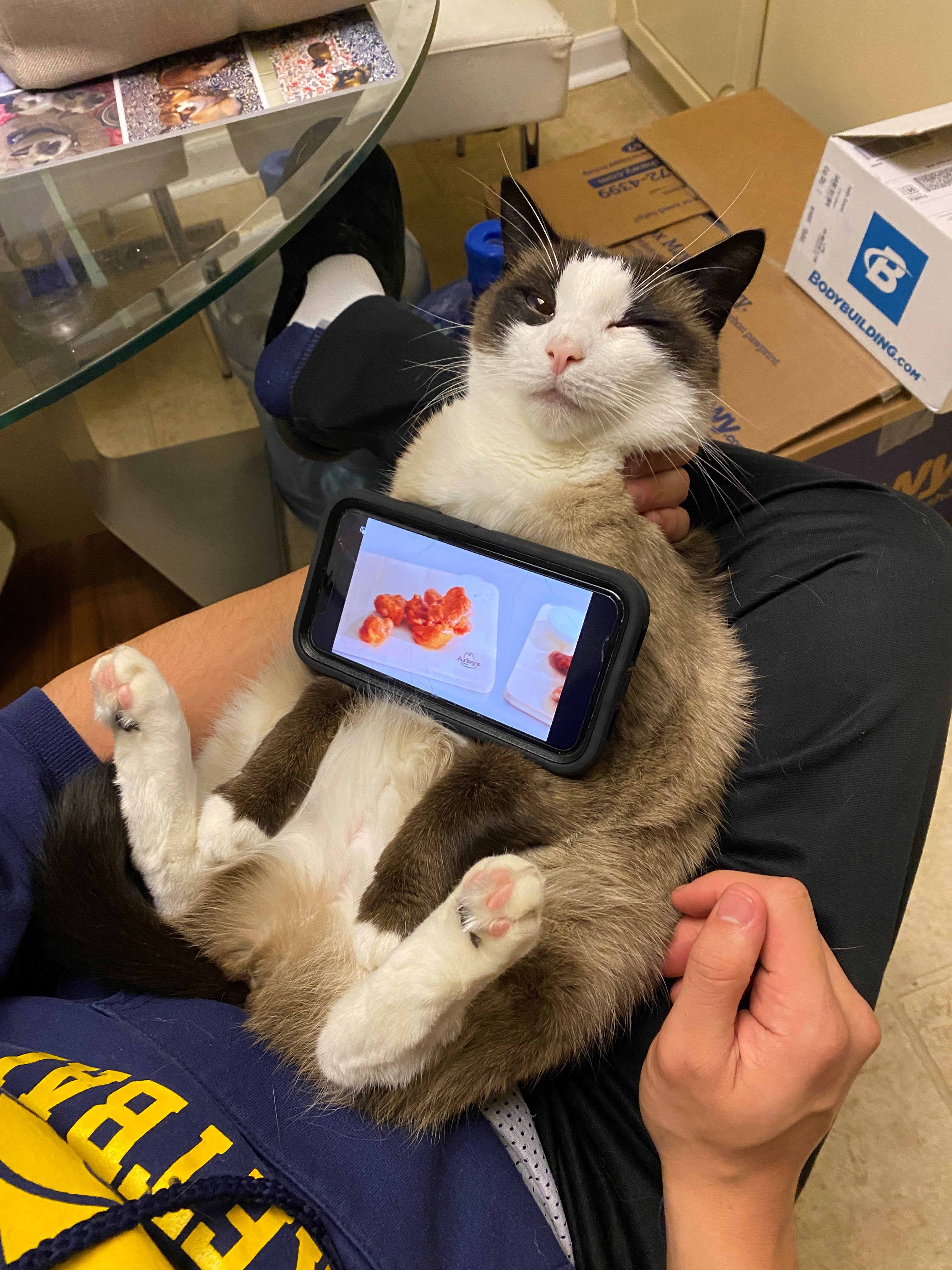 Cat falling asleep in human's lap with a phone with video playing on the sleepy cat's belly.