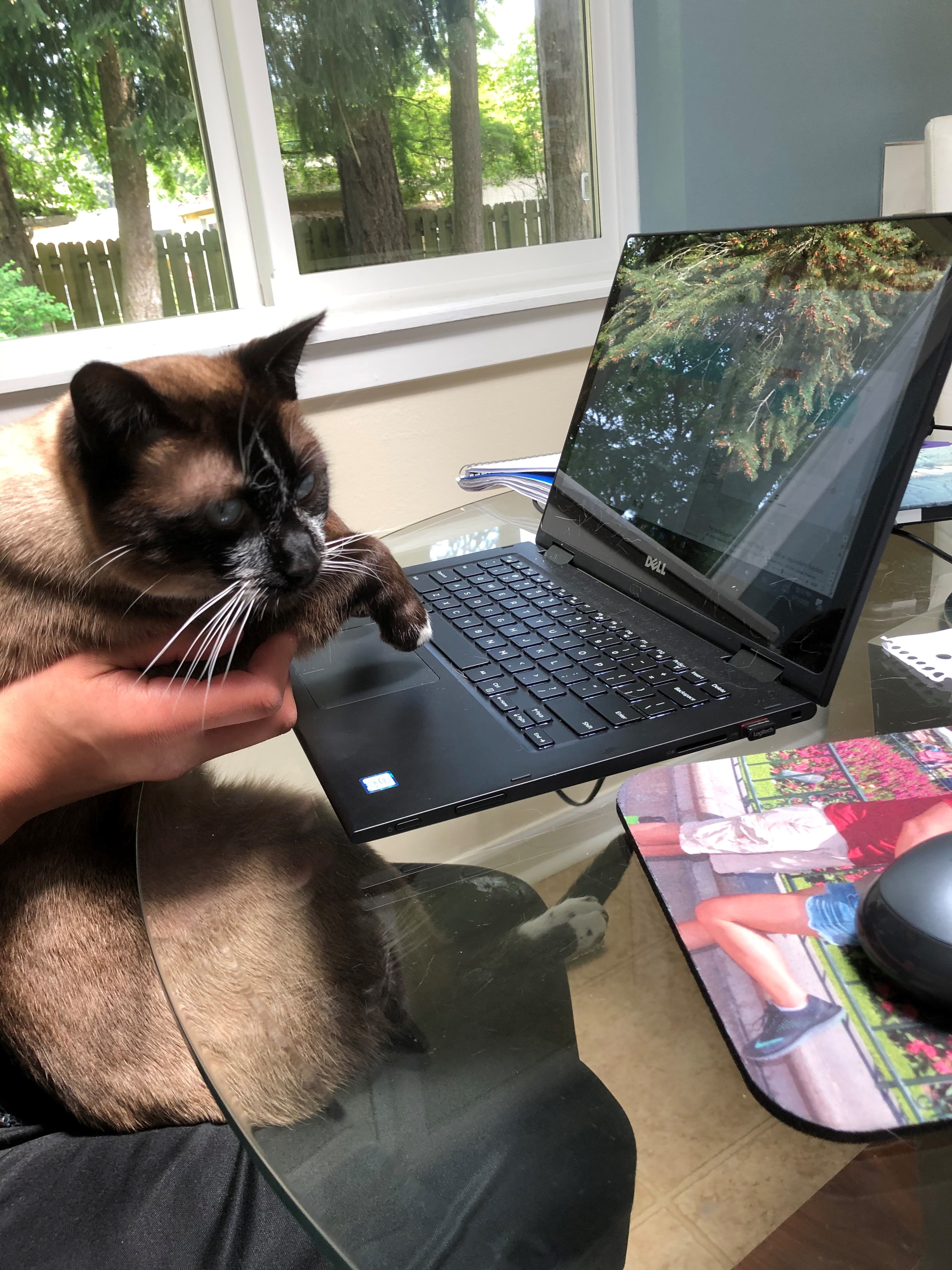 Cat typing on laptop.